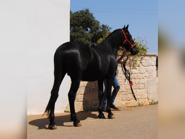 Murgese Stallion 2 years 15,1 hh Black in Murgia