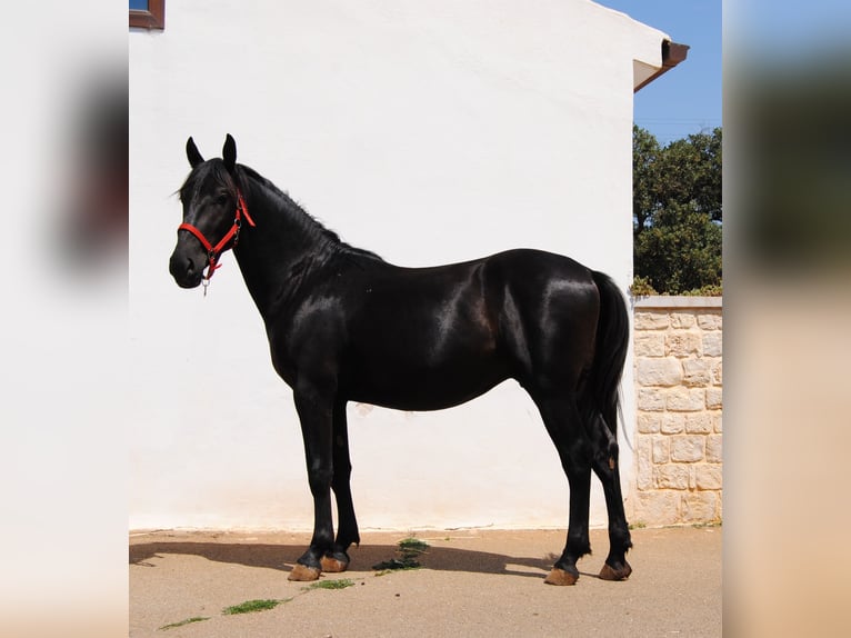 Murgese Stallion 2 years 15,1 hh Black in Murgia