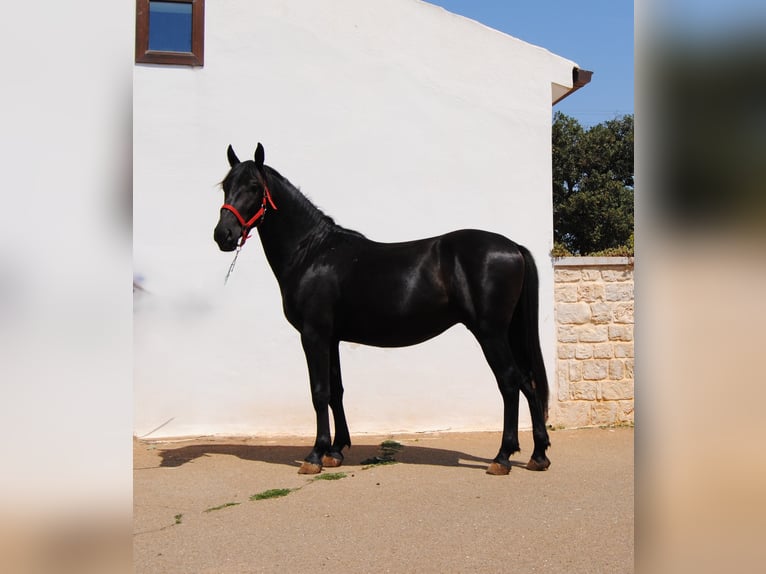 Murgese Stallion 2 years 15,1 hh Black in Murgia