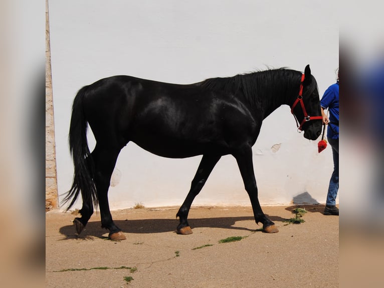 Murgese Stallion 2 years 15,1 hh Black in Murgia