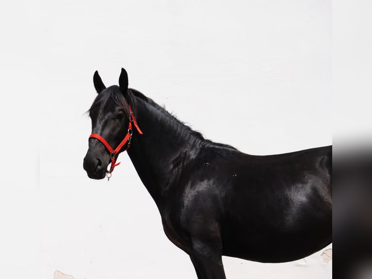 Murgese Stallion 2 years 15,1 hh Black in Murgia