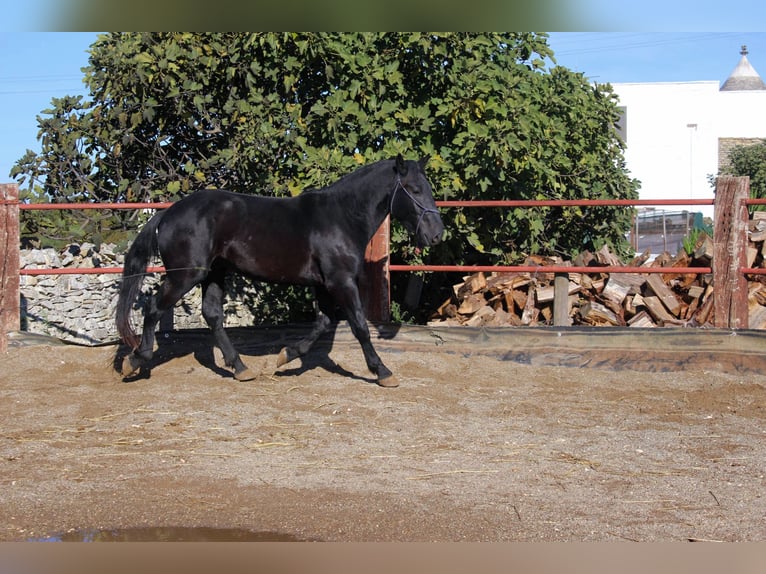Murgese Stallion 2 years 15,2 hh Black in Martina Franca
