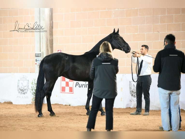 Murgese Stallion 2 years 15,2 hh Black in Martina Franca