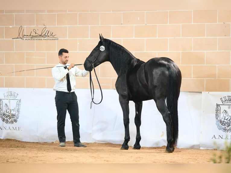Murgese Stallion 2 years 15,2 hh Black in Martina Franca