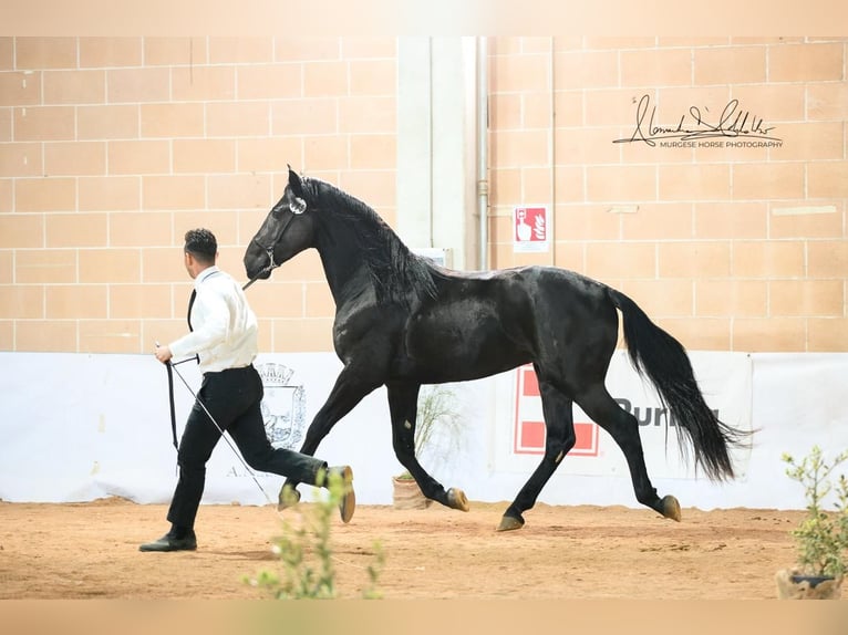 Murgese Stallion 2 years 15,2 hh Black in Martina Franca