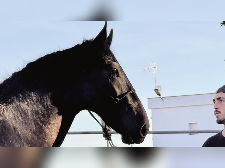 Murgese Stallion 2 years 15,2 hh Black in Martina Franca