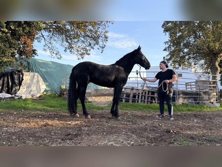 Murgese Stallion 2 years 15,2 hh Black in Martina Franca