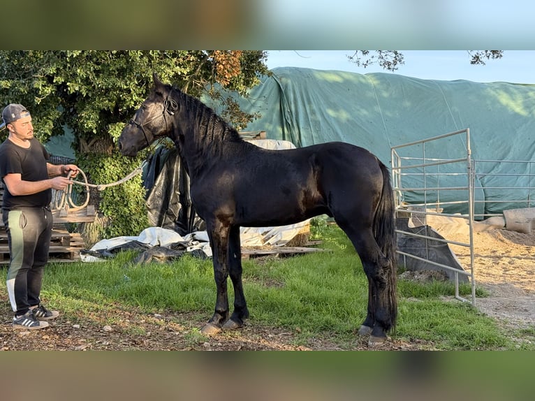Murgese Stallion 2 years 15,2 hh Black in Martina Franca