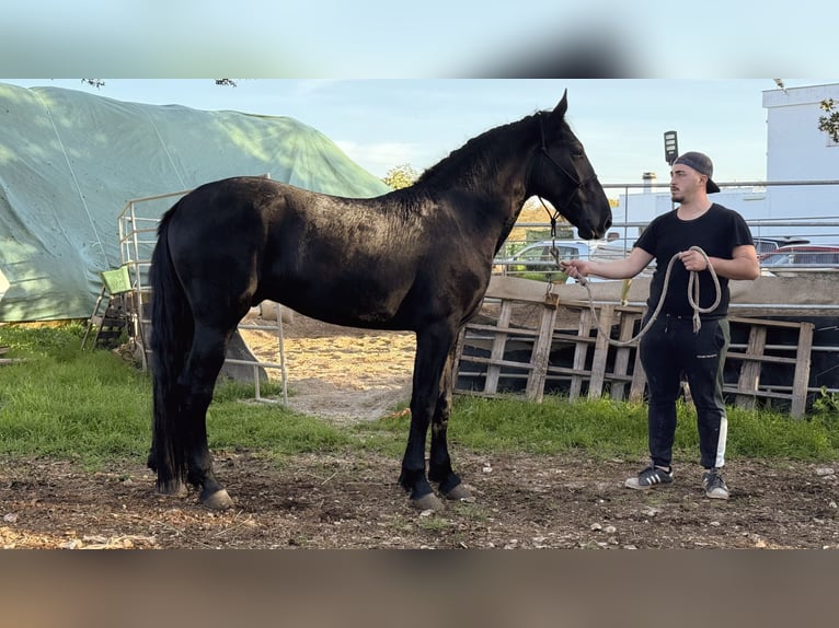 Murgese Stallion 2 years 15,2 hh Black in Martina Franca