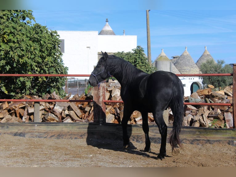 Murgese Stallion 2 years 15,2 hh Black in Martina Franca