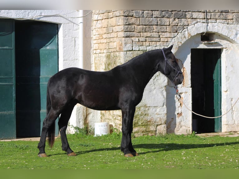 Murgese Stallion 2 years 15,2 hh Black in Martina Franca