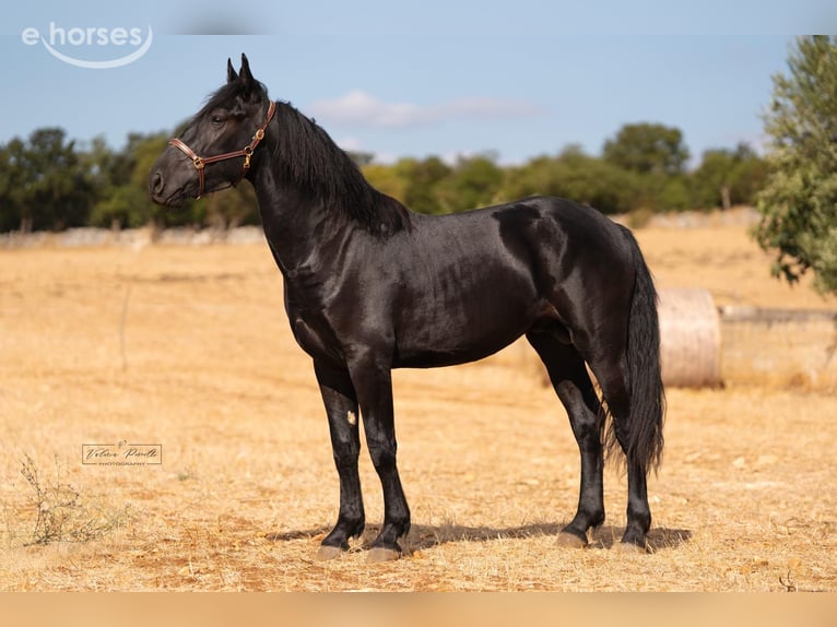 Murgese Stallion 2 years 16 hh Black in Martina Franca