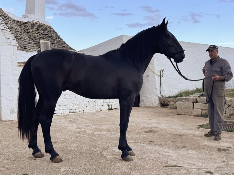 Murgese Stallion 2 years 16 hh Black in Martina Franca
