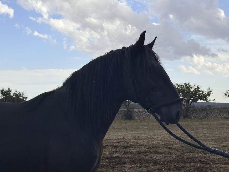 Murgese Stallion 2 years 16 hh Black in Martina Franca