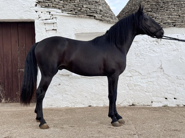 Murgese Stallion 2 years 16 hh Black in Martina Franca