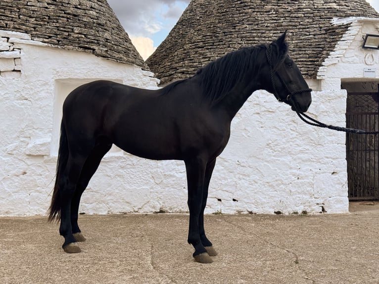 Murgese Stallion 2 years 16 hh Black in Martina Franca
