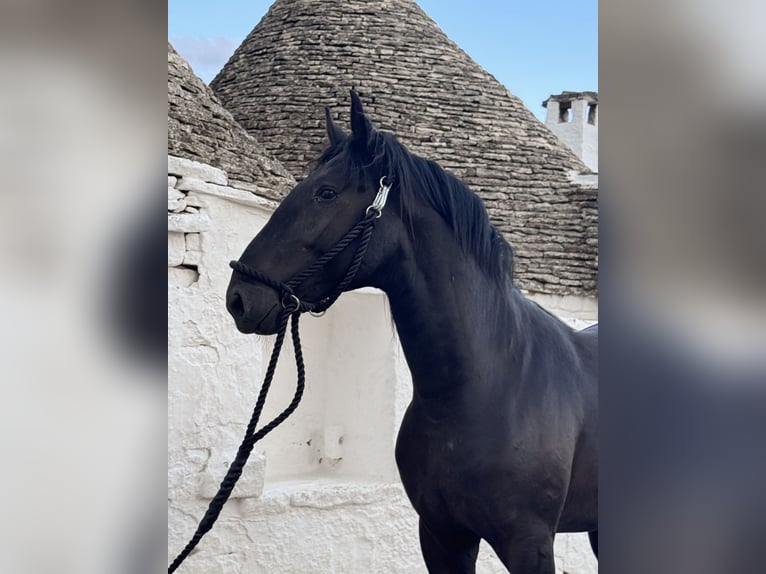 Murgese Stallion 2 years 16 hh Black in Martina Franca