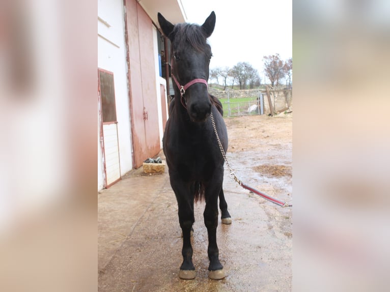 Murgese Stallion 2 years 16 hh Black in Wels