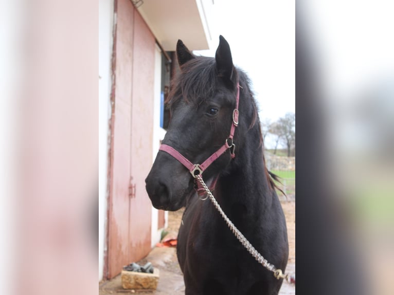 Murgese Stallion 2 years 16 hh Black in Wels