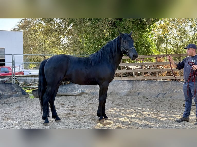 Murgese Stallion 2 years 16 hh Black in Martina Franca
