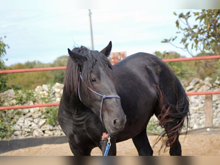 Murgese Stallion 2 years 16 hh Black in Martina Franca