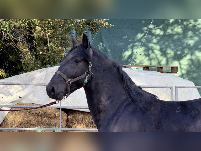 Murgese Stallion 2 years 16 hh Black in Martina Franca