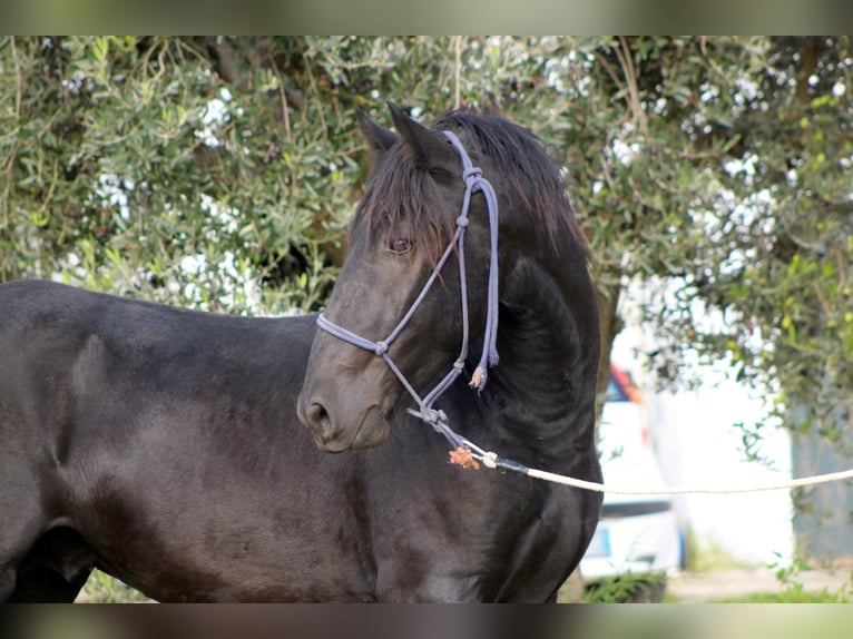Murgese Stallion 2 years 16 hh Black in Martina Franca