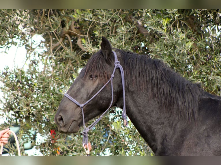 Murgese Stallion 2 years 16 hh Black in Martina Franca