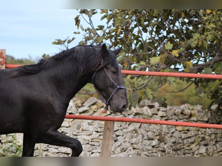 Murgese Stallion 2 years 16 hh Black in Martina Franca