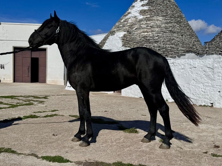 Murgese Stallion 2 years 16 hh Black in Martina Franca