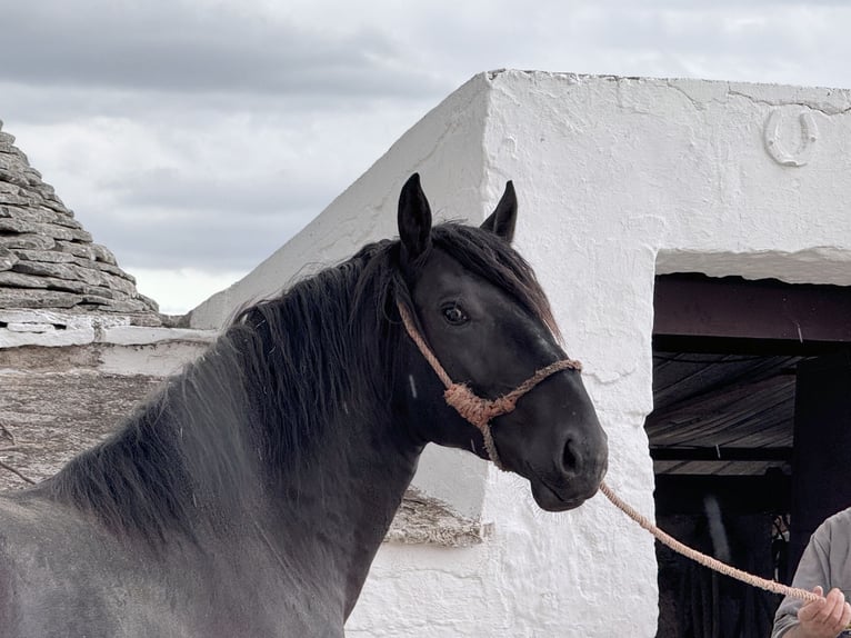 Murgese Stallion 2 years 16 hh Black in Martina Franca