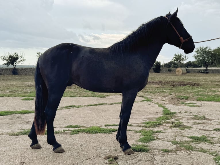Murgese Stallion 2 years 16 hh Black in Martina Franca