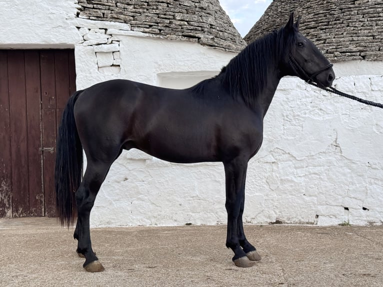 Murgese Stallion 2 years 16 hh Black in Martina Franca