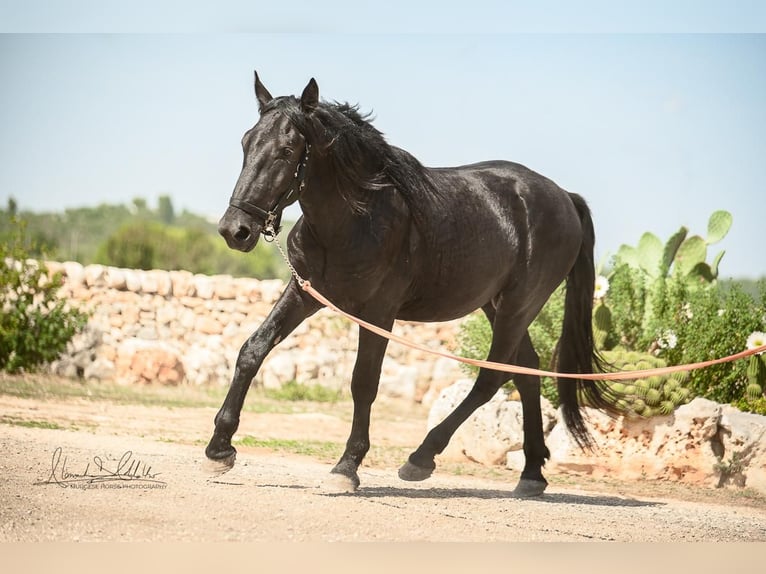 Murgese Stallion 2 years 16 hh Black in Martina Franca