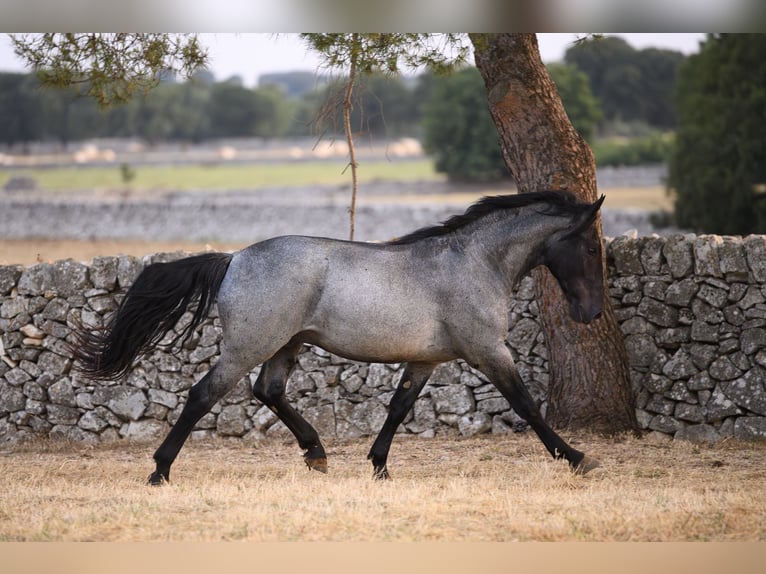 Murgese Stallion 2 years Roan-Blue in Noci