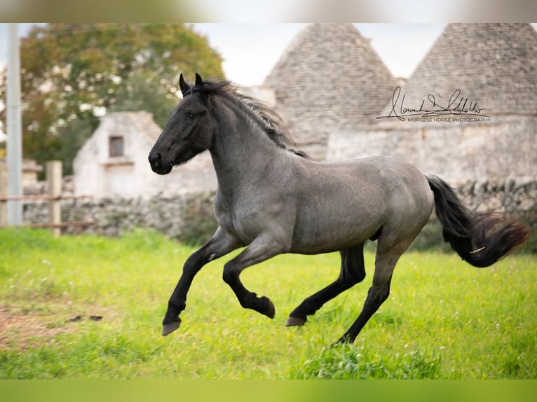 Murgese Stallion 3 years 14,3 hh Roan-Blue in Wahlenau
