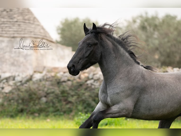 Murgese Stallion 3 years 14,3 hh Roan-Blue in Wahlenau