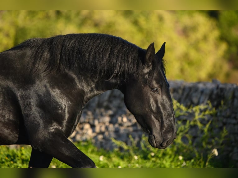 Murgese Stallion 3 years 15.1 hh Black in Noci