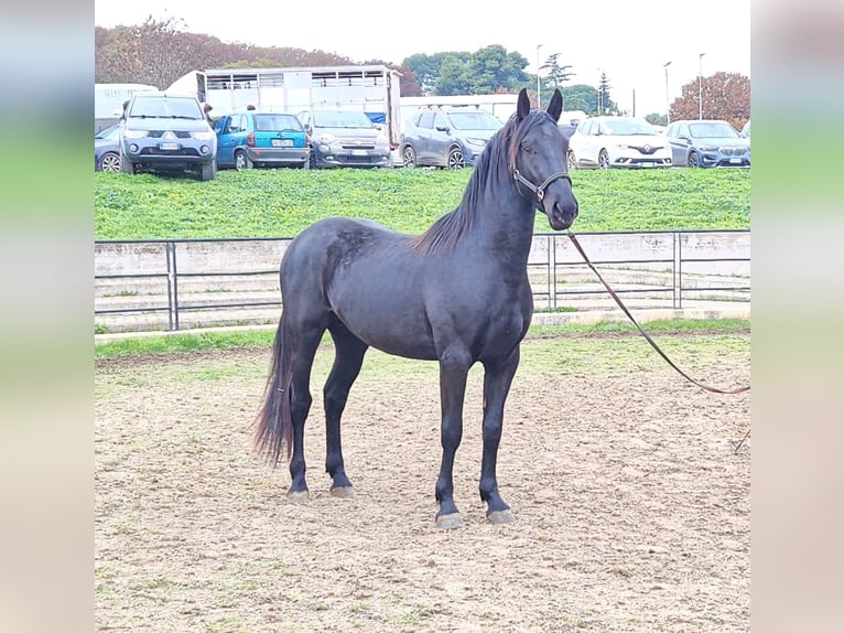 Murgese Stallion 3 years 15.1 hh Black in Murgia