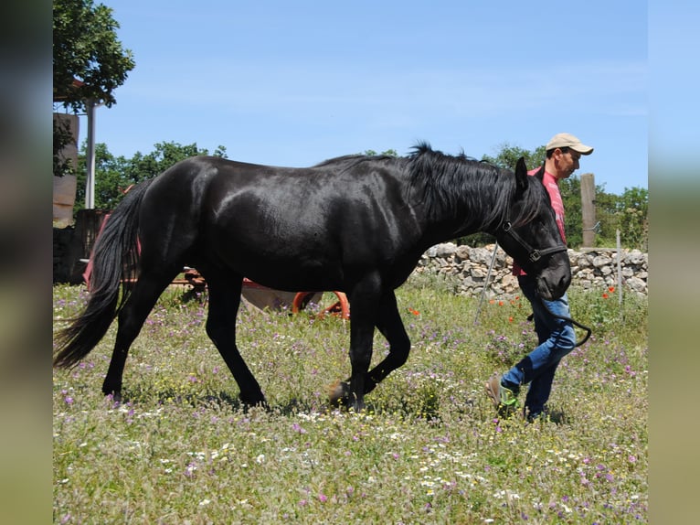 Murgese Stallion 3 years 15.1 hh Black in Murgia