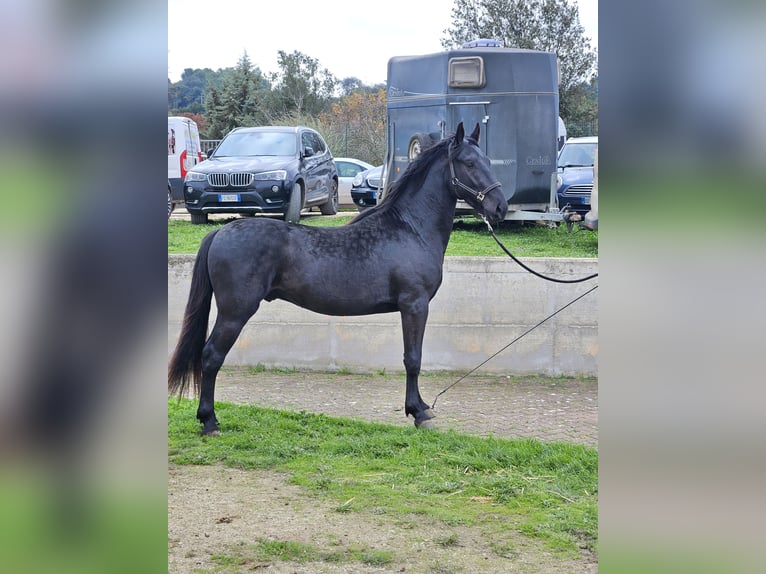 Murgese Stallion 3 years 15.1 hh Black in Murgia