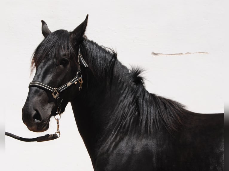 Murgese Stallion 3 years 15.1 hh Black in Murgia