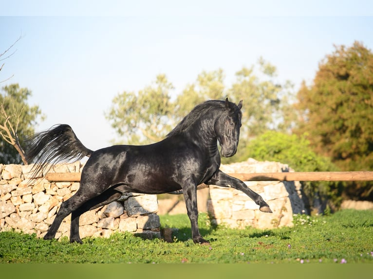 Murgese Stallion 3 years 15.2 hh Black in Noci