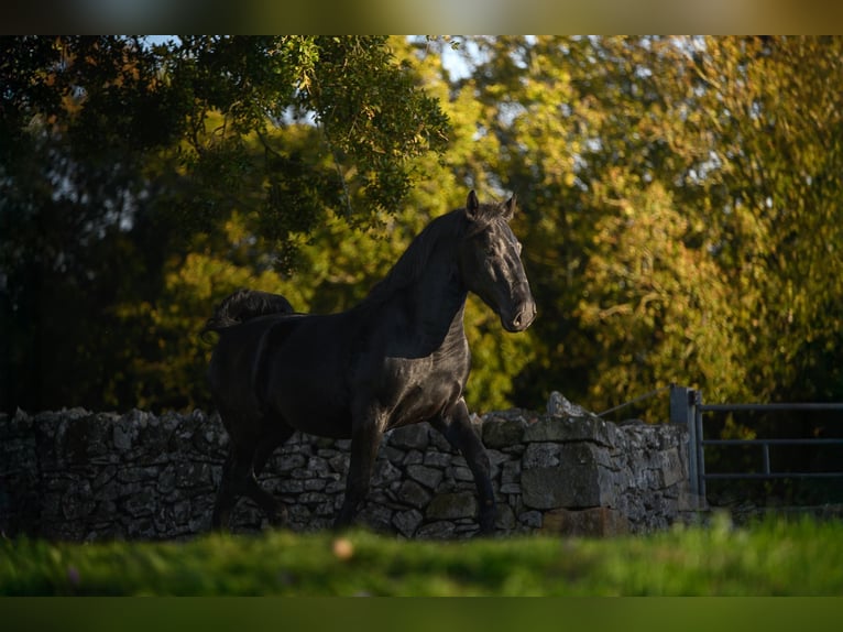 Murgese Stallion 3 years 15.2 hh Black in Noci