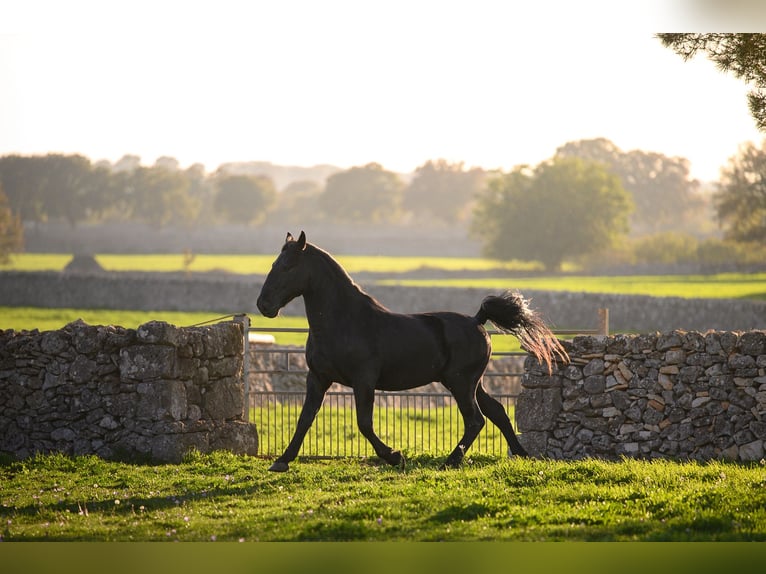 Murgese Stallion 3 years 15.2 hh Black in Noci