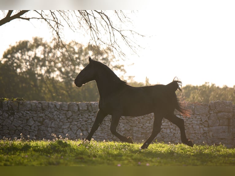 Murgese Stallion 3 years 15.2 hh Black in Noci