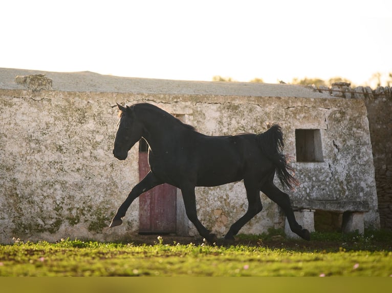 Murgese Stallion 3 years 15.2 hh Black in Noci