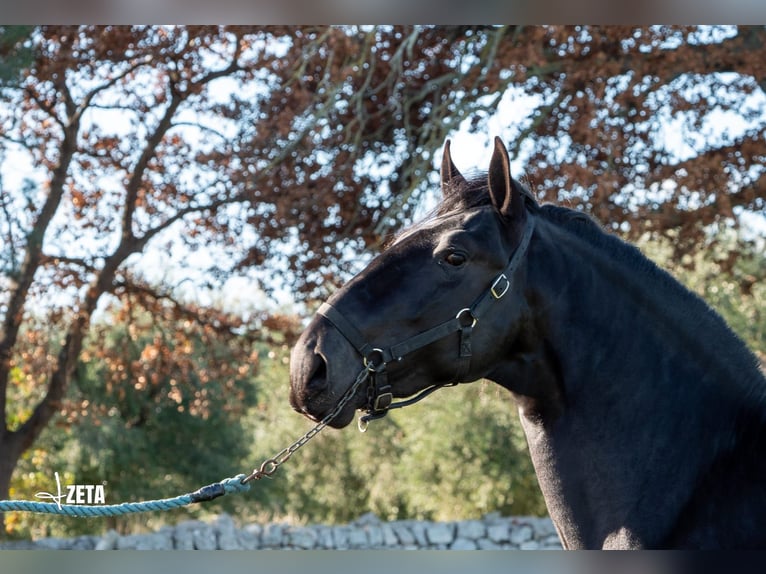 Murgese Stallion 3 years 15.2 hh Black in Martina Franca