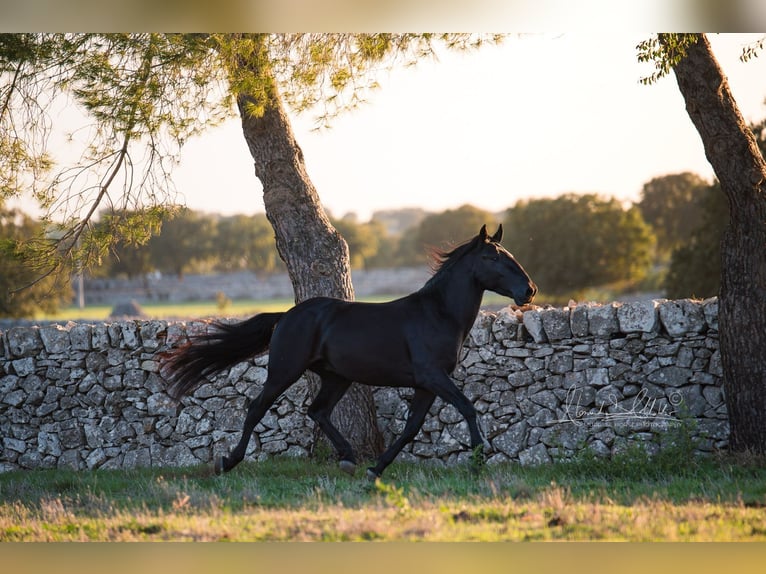 Murgese Stallion 3 years 15,2 hh Black in Noci