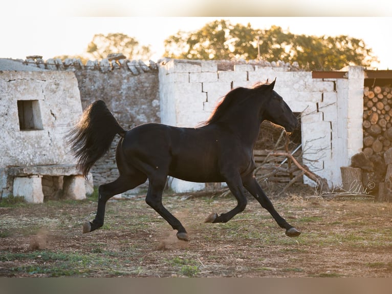Murgese Stallion 3 years 15,2 hh Black in Noci